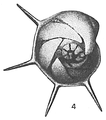 Cristellaria calcar Cristellaria calcar