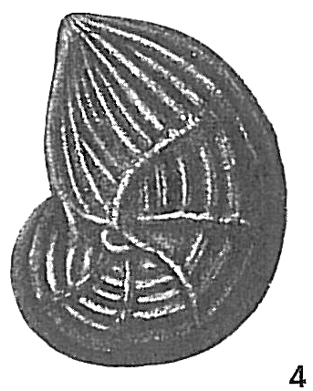 Cristellaria costata Cristellaria costata