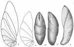 Chromista - Foraminifera (foraminifers)