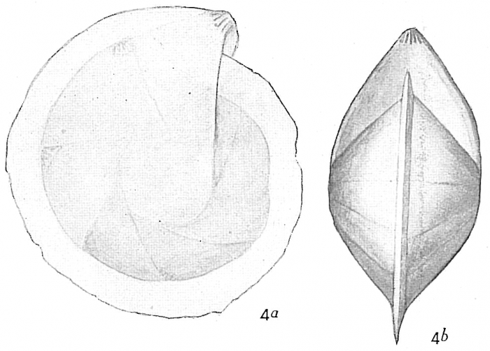 Cristellaria cultrata