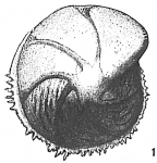 Cristellaria denticulifera