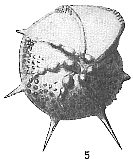 Cristellaria echinata Cristellaria echinata