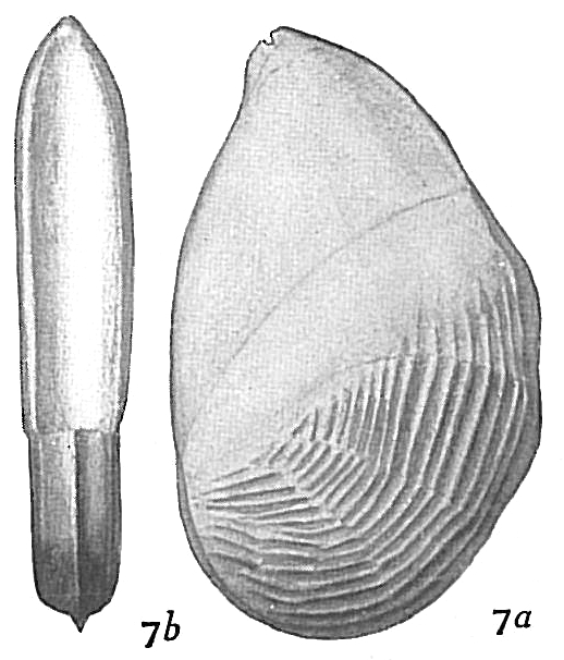Cristellaria elegantissima Cristellaria elegantissima