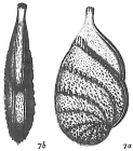 Cristellaria gemmata