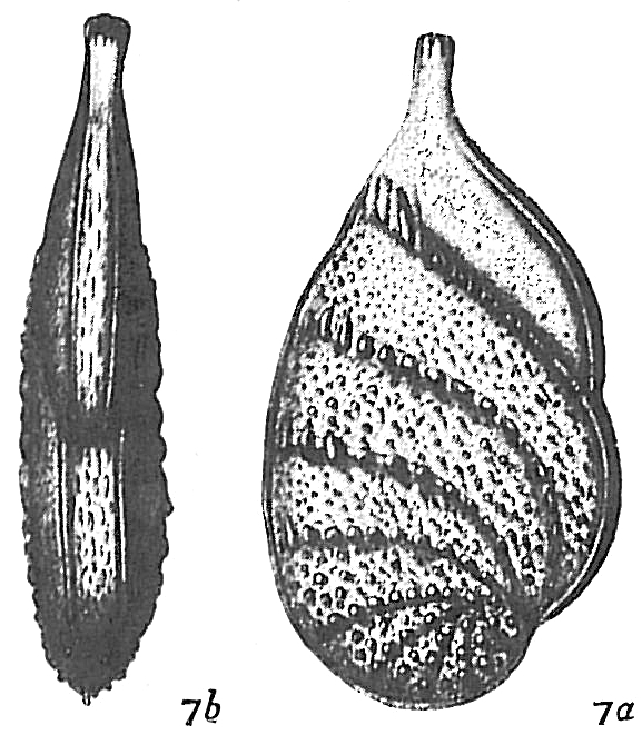 Cristellaria gemmata Cristellaria gemmata