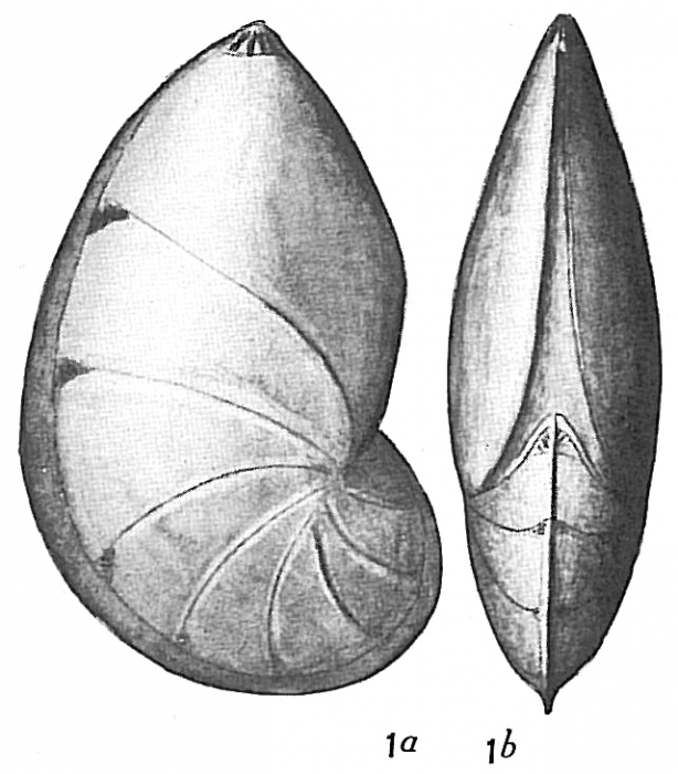Cristellaria gibba Cristellaria gibba