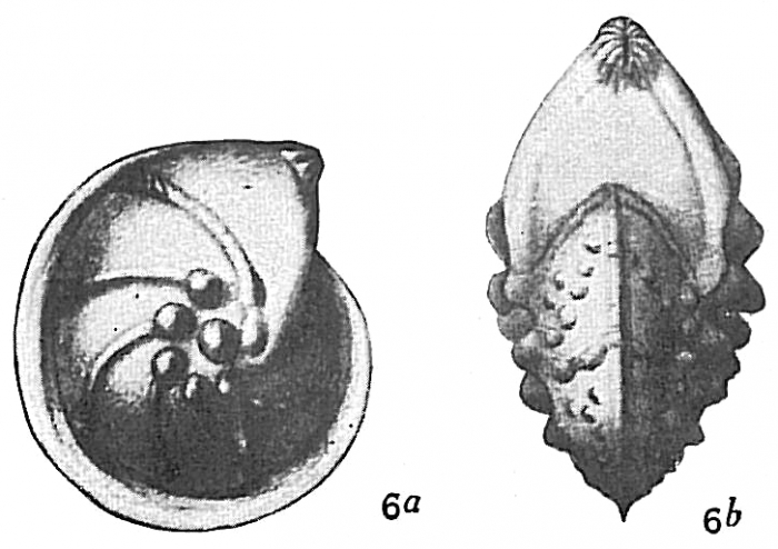 Cristellaria mamilligera Cristellaria mamilligera