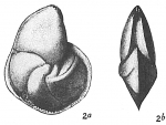 Chromista - Foraminifera (foraminifers)