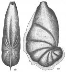 Chromista - Foraminifera (foraminifers)