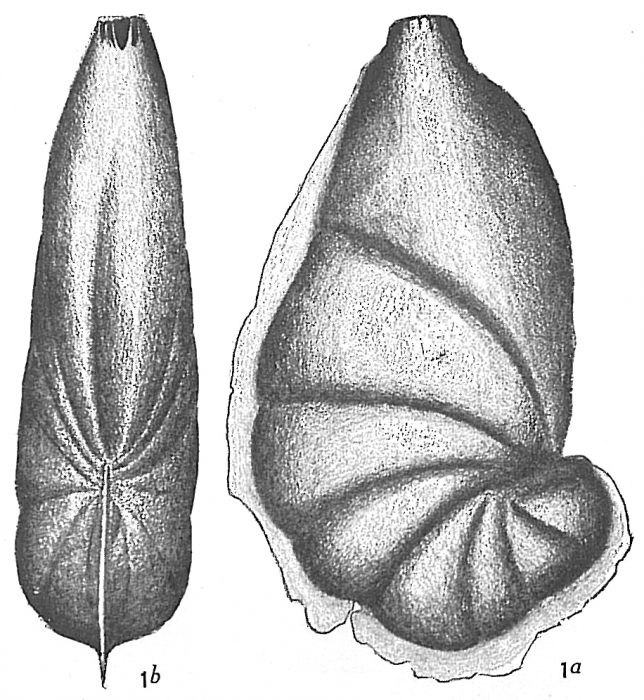 Cristellaria reniformis Cristellaria reniformis