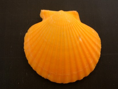 Picture of Aequipecten opercularis (Linnaeus, 1758)