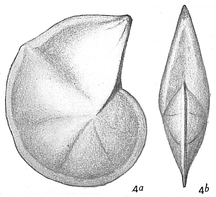 Cristellaria reniformis Cristellaria reniformis