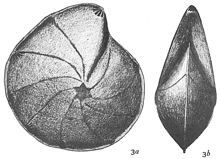 Cristellaria rotulata Cristellaria rotulata