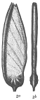 Cristellaria tricarinella spinipes