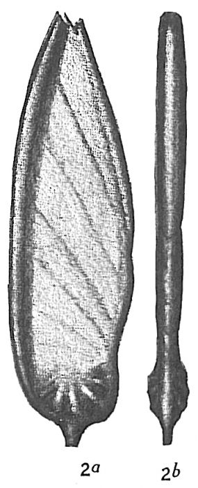 Cristellaria tricarinella spinipes