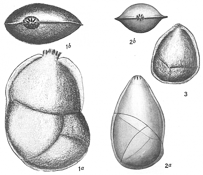 Cristellaria variabilis Cristellaria variabilis