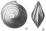 Chromista - Foraminifera (foraminifers)