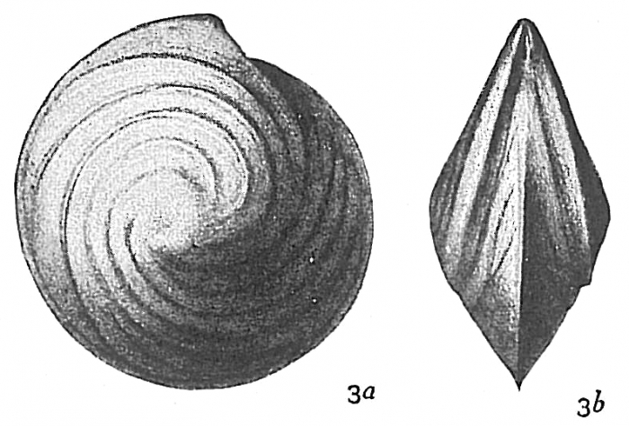 Cristellaria vortex Cristellaria vortex