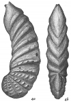 Cristellaria wetherellii var. sublineata