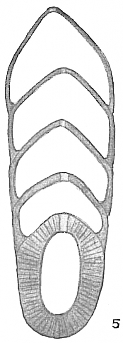 Frondicularia bradyi Frondicularia bradyi