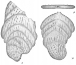 Frondicularia robusta repanda