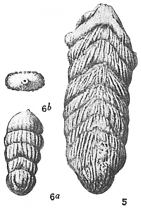 Frondicularia robusta Frondicularia robusta