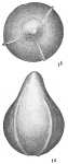 Chromista - Foraminifera (foraminifers)