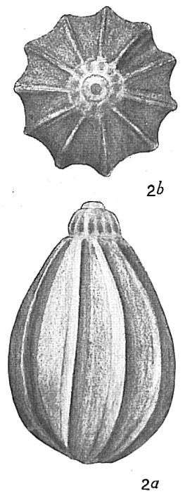 Lagena acuticosta sensu Cushman (1913) = Lagena apiopleura Loeblich & Tappan, 1953