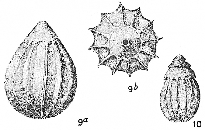 Lagena acuticosta sensu Cushman (1913) = Lagena apiopleura Loeblich & Tappan, 1953 except figure 10 Lagena acuticosta sensu Cushman (1913) = Lagena apiopleura Loeblich & Tappan, 1953 except figure 10