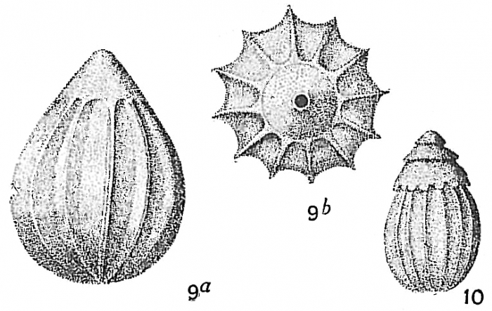 Lagena acuticosta sensu Cushman (1913) = Lagena apiopleura Loeblich & Tappan, 1953 except figure 10