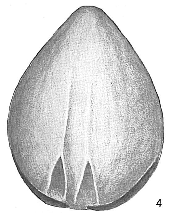 Lagena alveolata basiexcavata