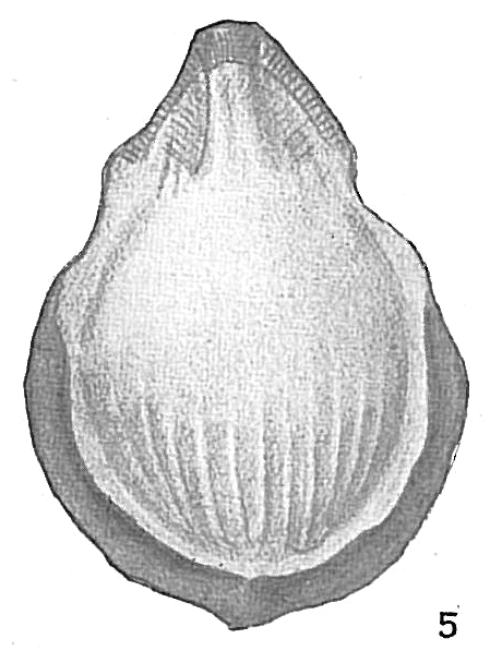 Lagena alveolata substriata