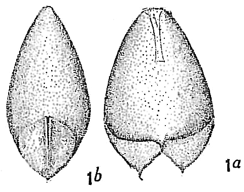 Lagena alveolata Lagena alveolata