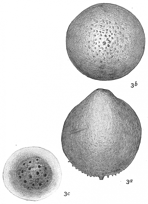 Lagena ampulla-distoma cribrostomoides Lagena ampulla-distoma cribrostomoides