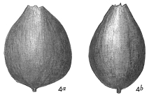 Lagena apiculata