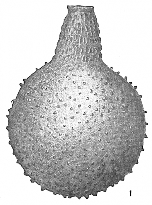 Lagena aspera Lagena aspera
