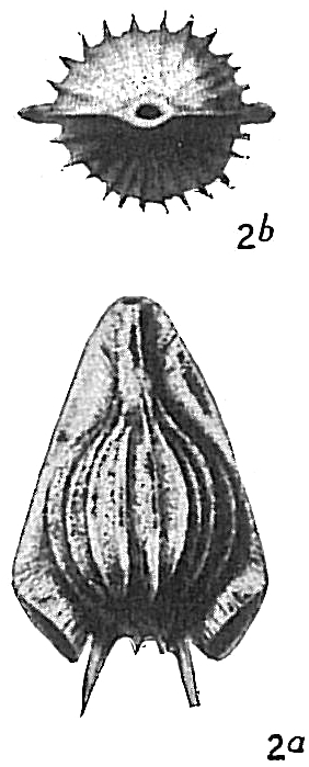 Lagena auriculata costata Lagena auriculata costata