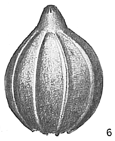 Lagena costata