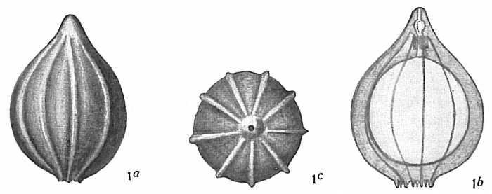 Lagena costata Lagena costata