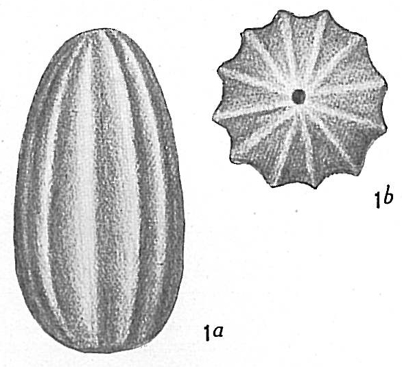 Lagena costata