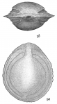 Lagena fasciata carinata
