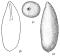 Chromista - Foraminifera (foraminifers)