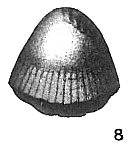 Lagena fimbriata Lagena fimbriata