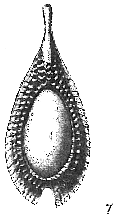 Lagena formosa favosa Lagena formosa favosa