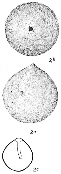 Lagena globosa