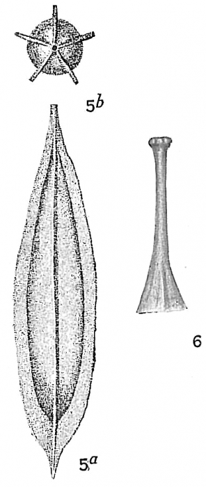 Lagena gracilis