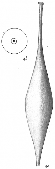 Lagena gracillima Lagena gracillima