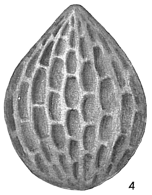 Lagena hexagona var. scalariformis Lagena hexagona var. scalariformis