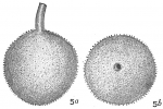 Chromista - Foraminifera (foraminifers)