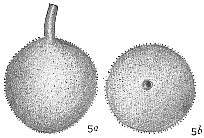 Lagena hispida Lagena hispida